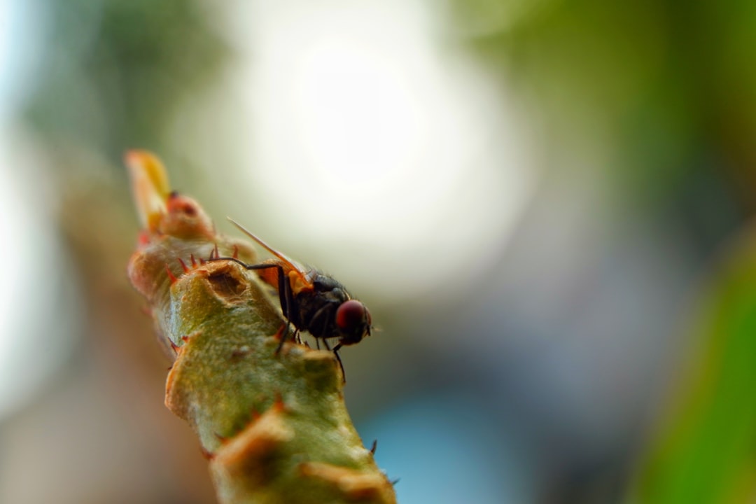 Photo Flea droppings