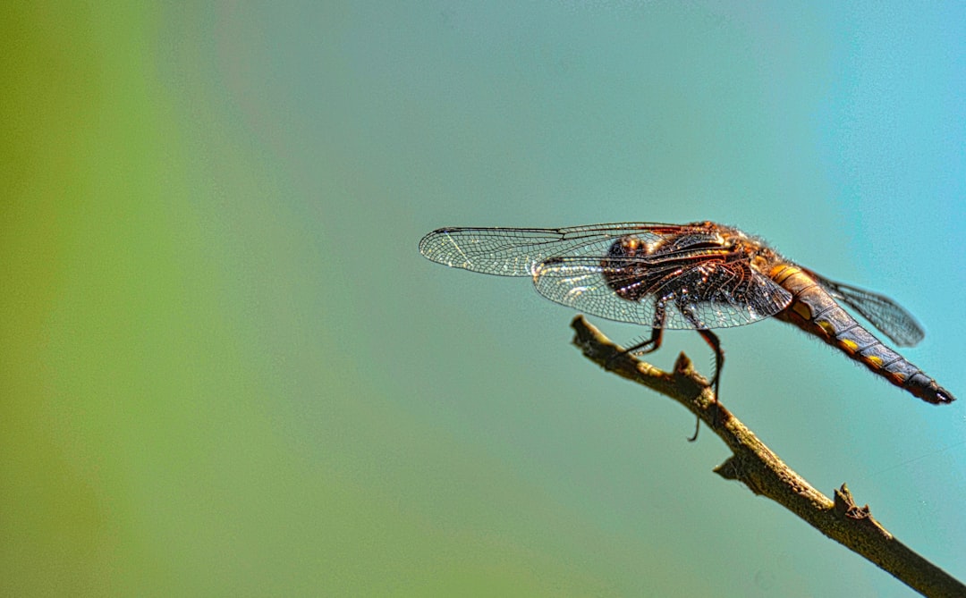 Photo Flea droppings