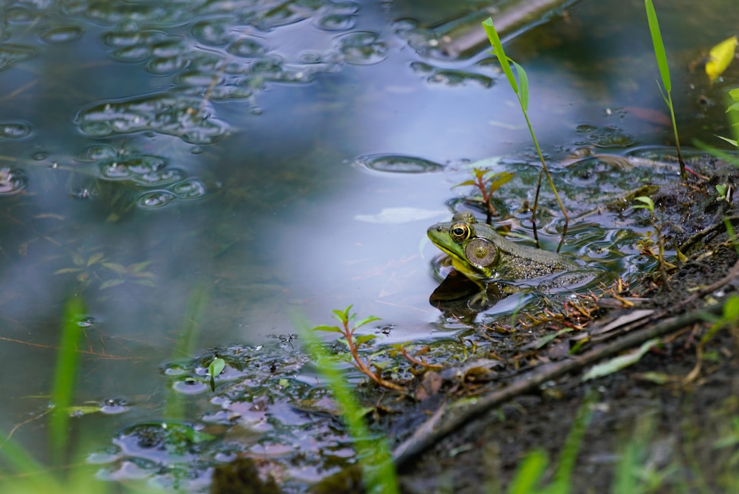 Photo Peaceful nature